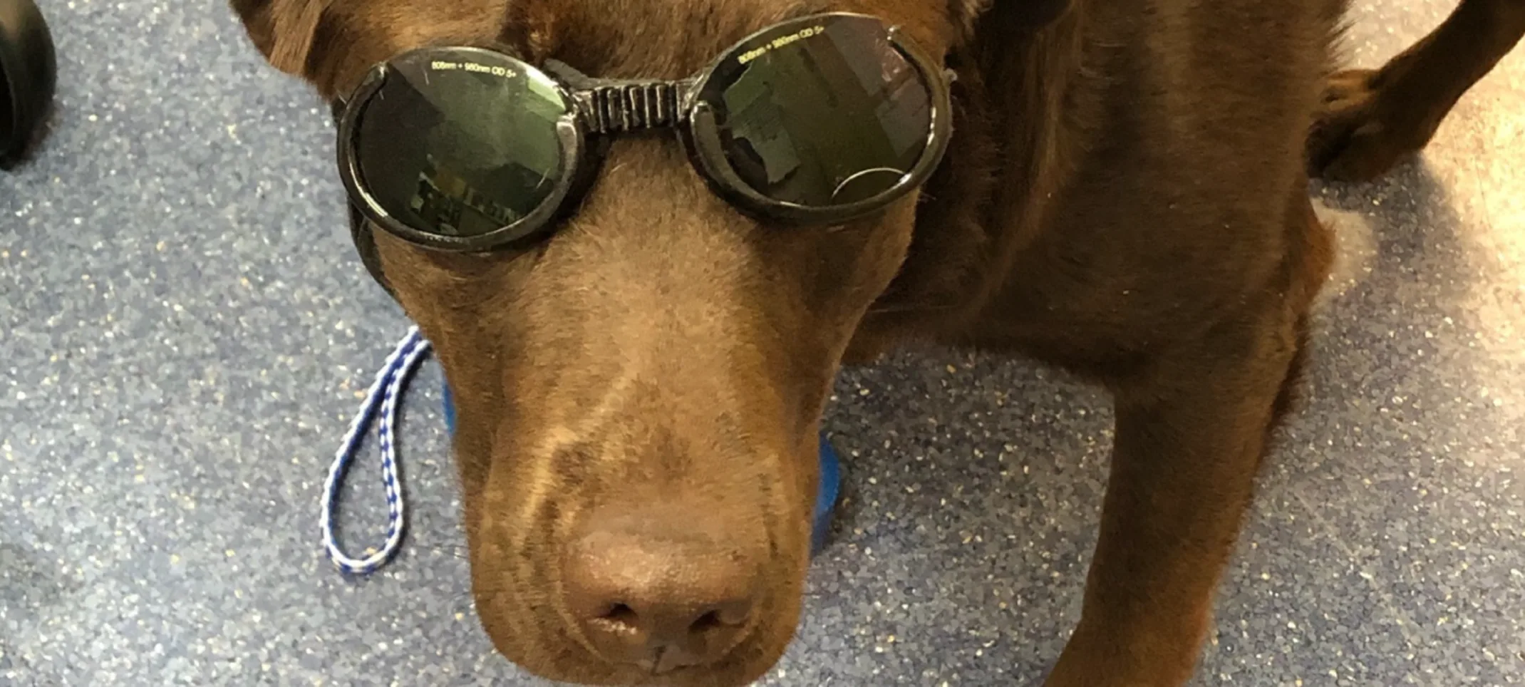 Dog with goggles Dog with goggles