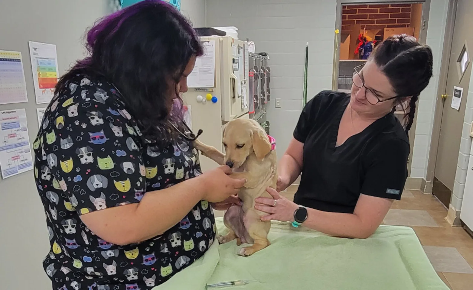 Two Veterinarians Examining a Dog at Southern Hills Veterinary Hospital Two Veterinarians Examining a Dog at Southern Hills Veterinary Hospital