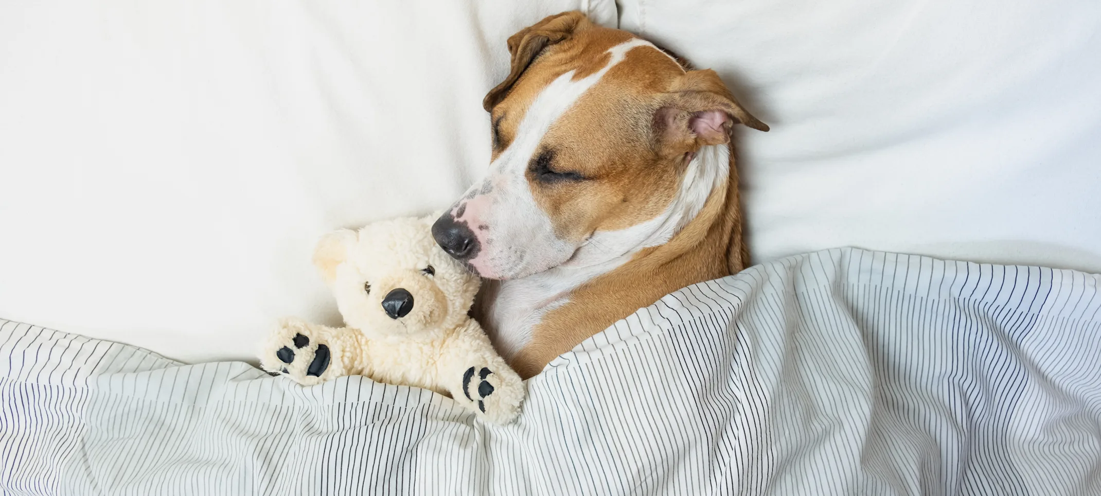 Dog in bed with stuffed animal Dog in bed with stuffed animal
