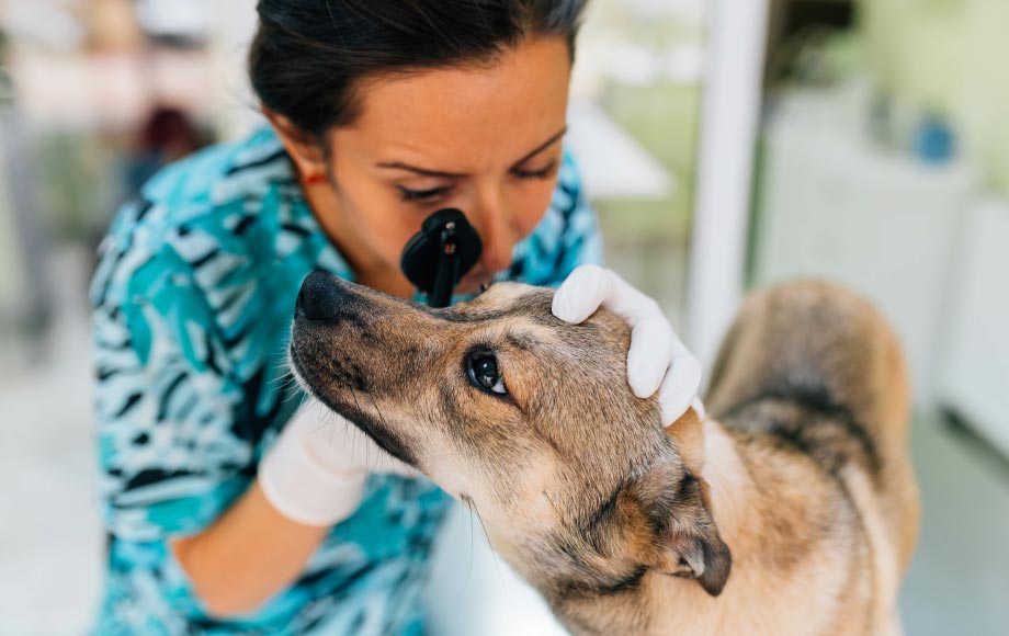 Dog eye store specialist near me