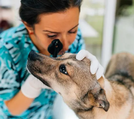 Eye-Exam-Dog-Woman Eye-Exam-Dog-Woman