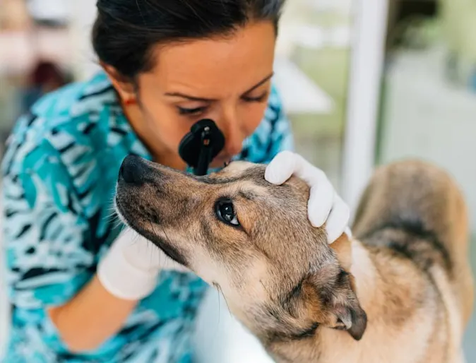 Eye-Exam-Dog-Woman Eye-Exam-Dog-Woman