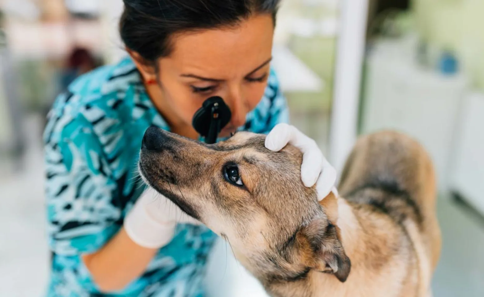Eye-Exam-Dog-Woman Eye-Exam-Dog-Woman