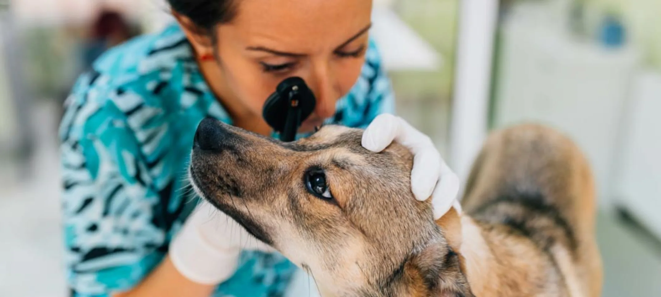 Eye-Exam-Dog-Woman Eye-Exam-Dog-Woman