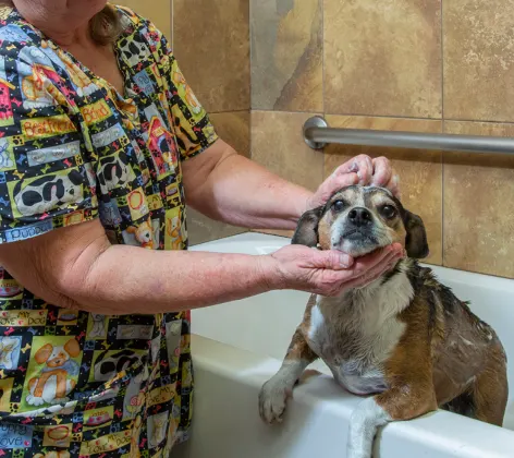 Dog getting a bath 