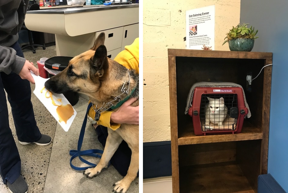 Cat in a crate and dog eating peanut butter