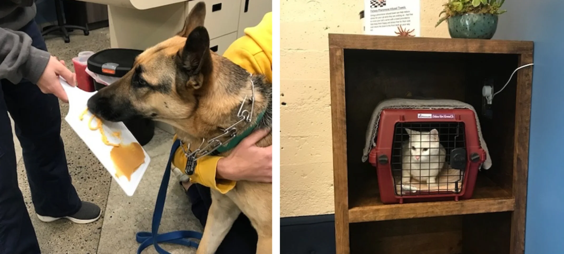 Cat in a crate and dog eating peanut butter Cat in a crate and dog eating peanut butter
