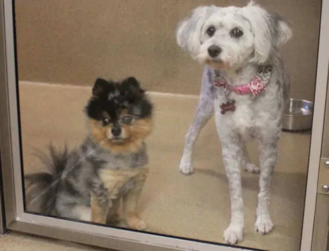 Two dogs at an overnight stay at Conejo Valley Veterinary Hospital