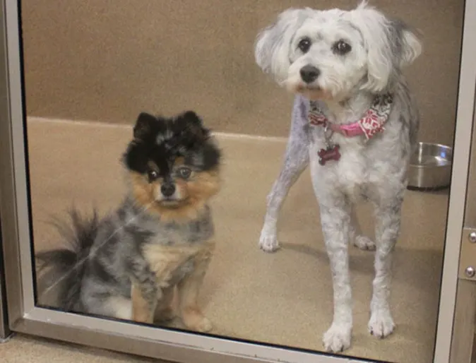 Two dogs at an overnight stay at Conejo Valley Veterinary Hospital Two dogs at an overnight stay at Conejo Valley Veterinary Hospital