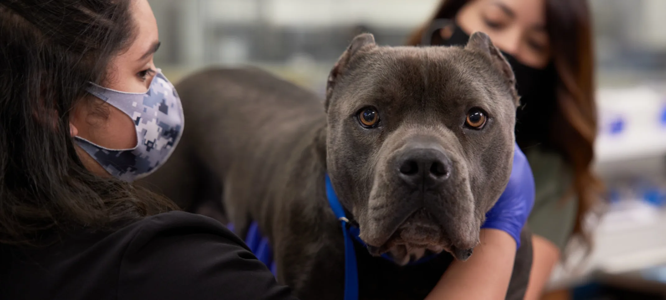 Vets Tending to Dog Vets Tending to Dog