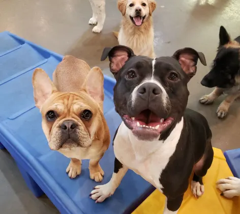 Dogs looking up happy