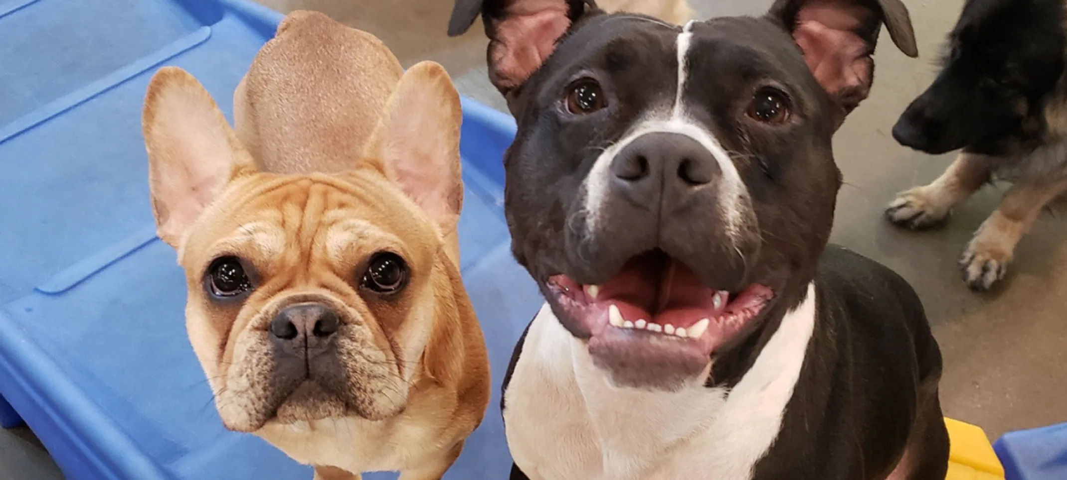 Dogs looking up happy Dogs looking up happy