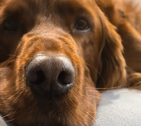 Close up of dog laying on a gray couch