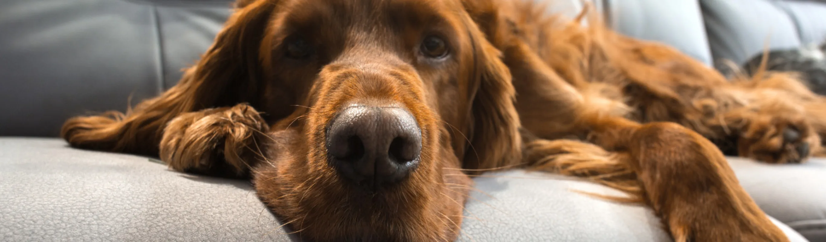 Close up of dog laying on a gray couch Close up of dog laying on a gray couch