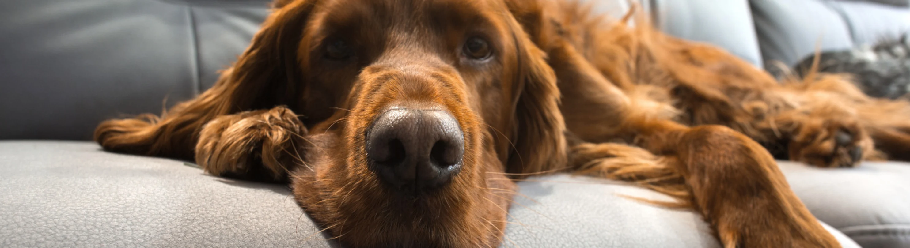 Close up of dog laying on a gray couch Close up of dog laying on a gray couch