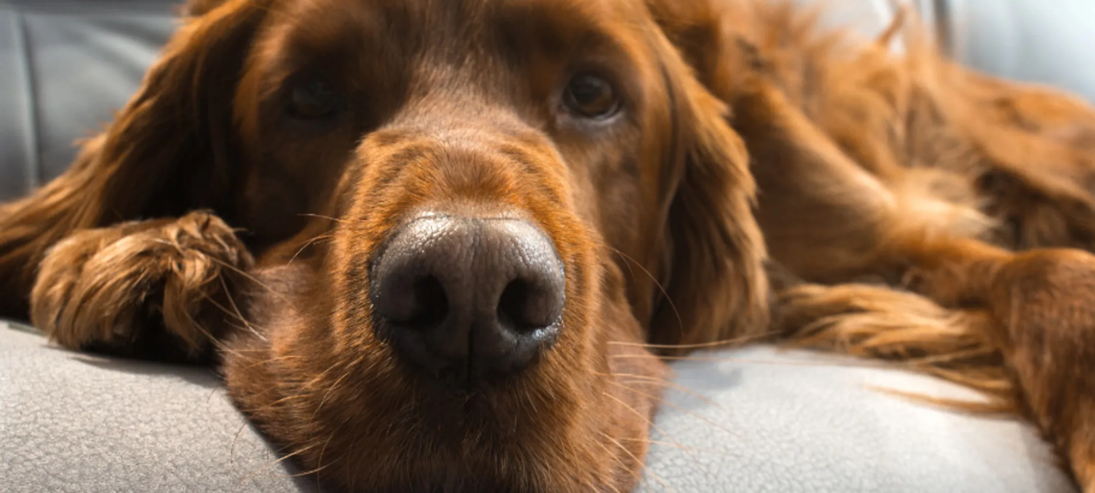 Close up of dog laying on a gray couch Close up of dog laying on a gray couch