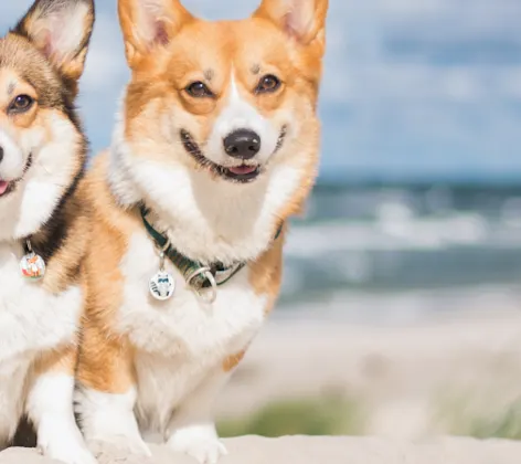 Dogs on beachside  Dogs on beachside