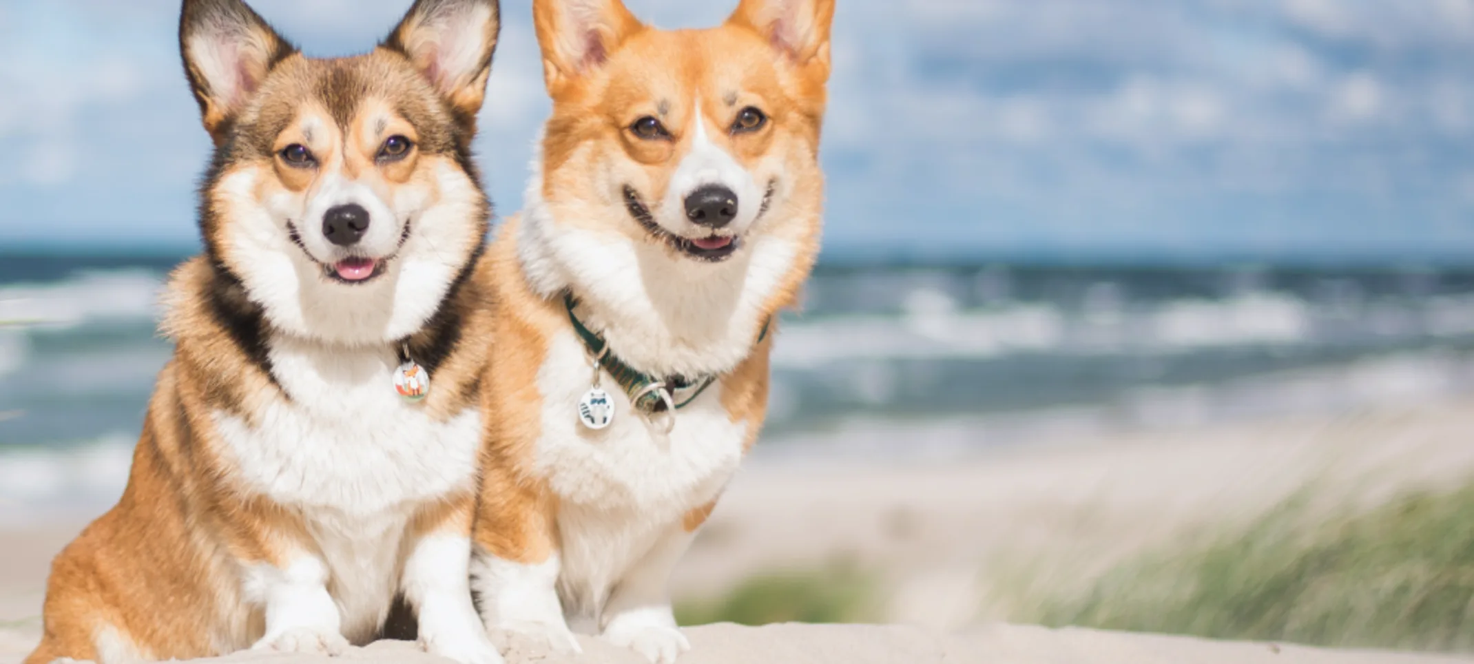 Dogs on beachside Dogs on beachside
