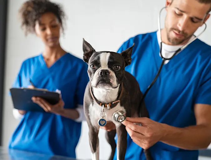 Woman and Man Checking Dog Woman and Man Checking Dog