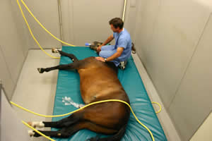 Horse in Induction & Recovery Room