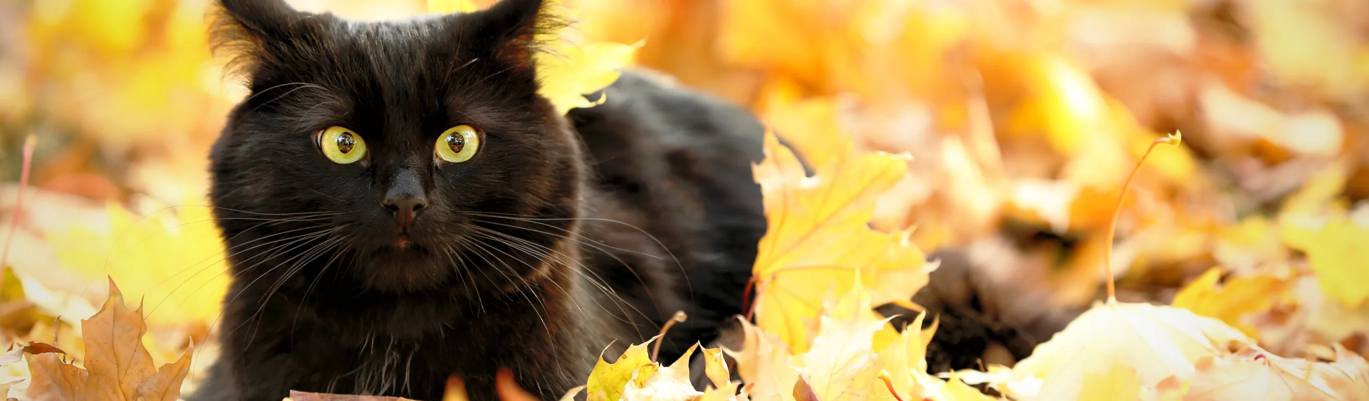 black cat in leaves