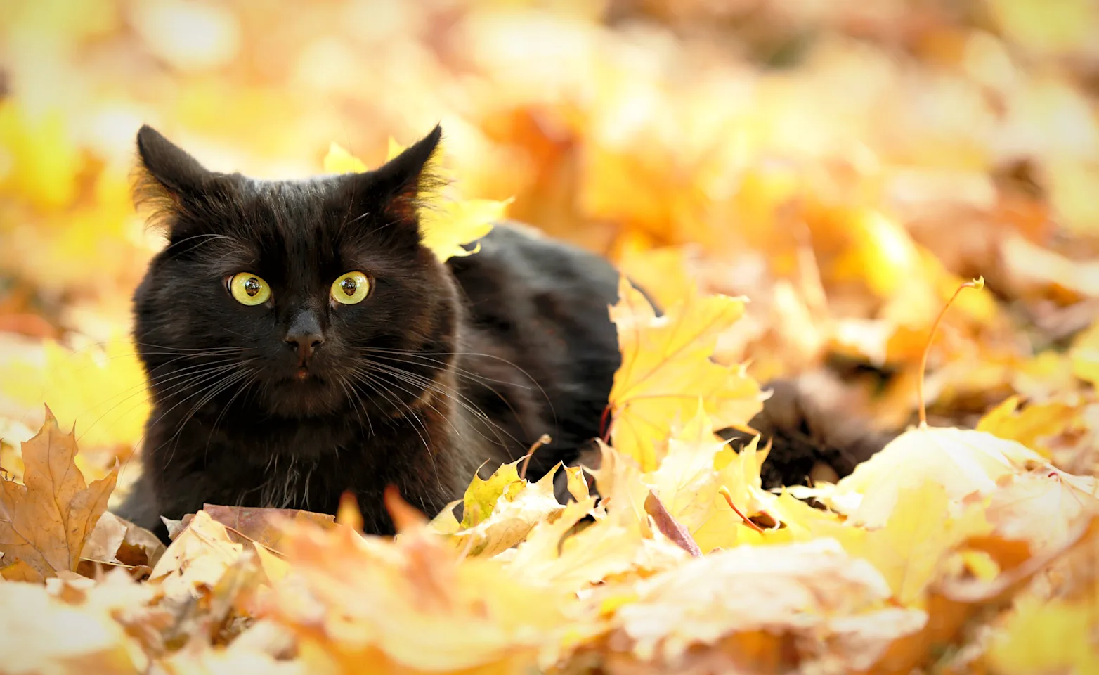 black cat in leaves black cat in leaves