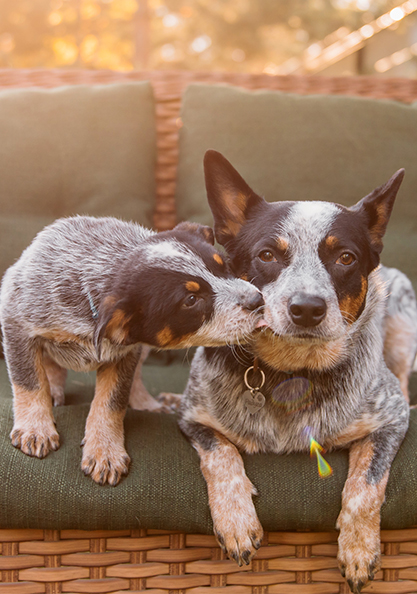 A blue heeler puppy licking the face of an adult blue heeler