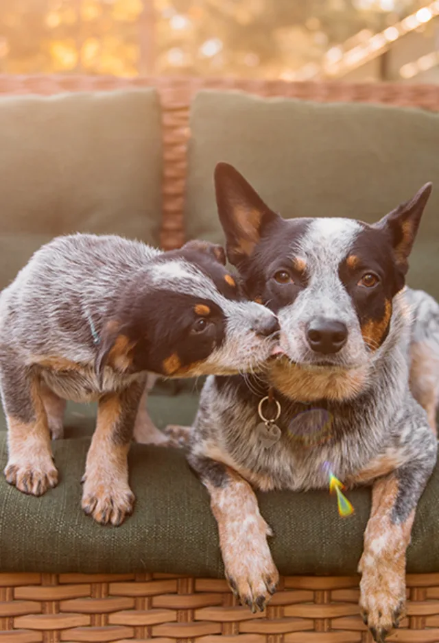 A blue heeler puppy licking the face of an adult blue heeler A blue heeler puppy licking the face of an adult blue heeler