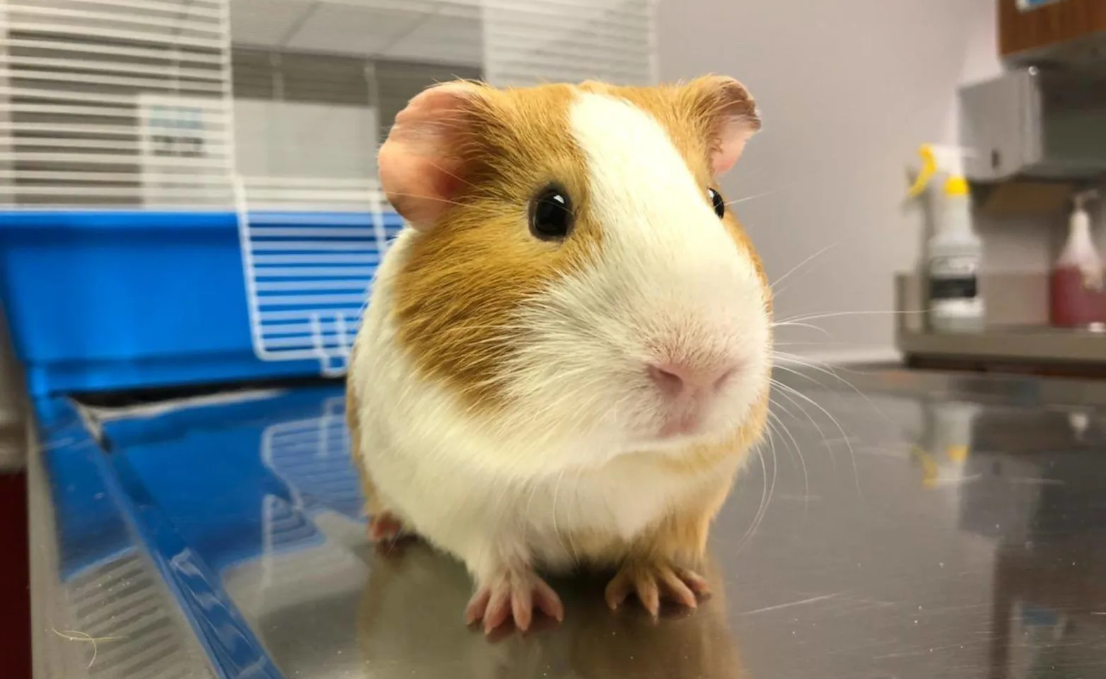 Guinea Pig New Haven Pet Hospital