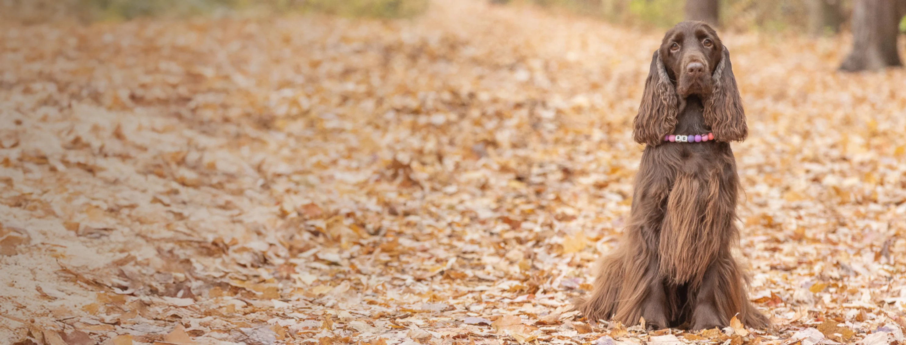 Brown Dog Standing with Fall Leaves Brown Dog Standing with Fall Leaves