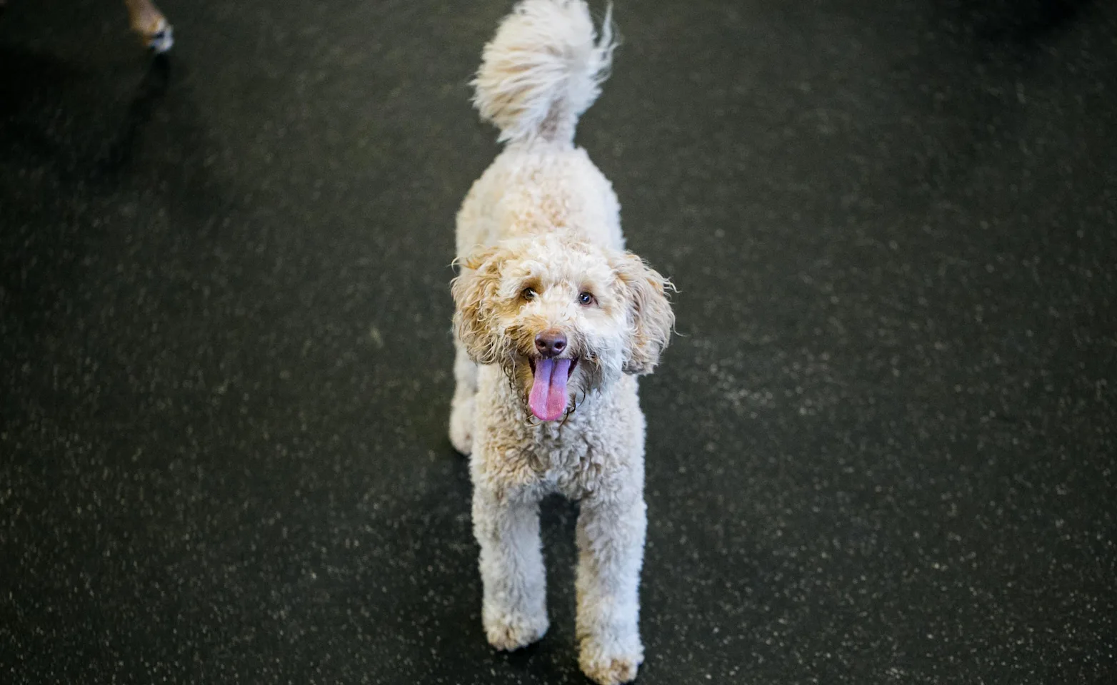 Happy dog Happy dog