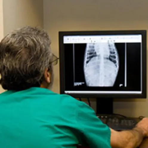 Technician looking at x rays Technician looking at x rays