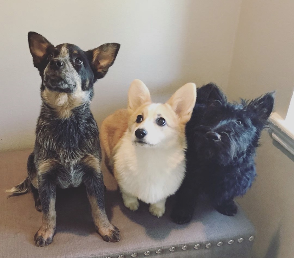 3 small dogs sitting together at Hill Country Animal Hospital