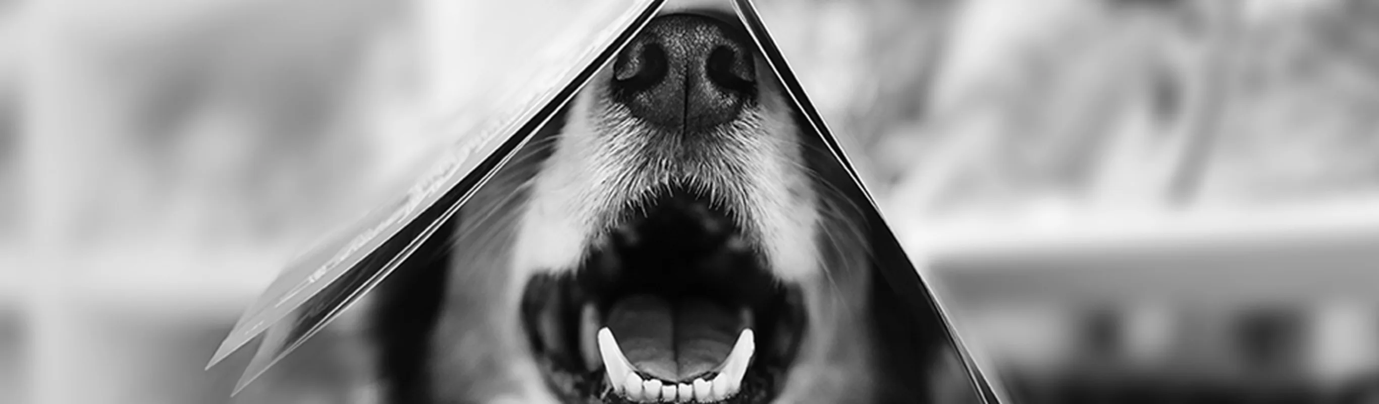 Black and white photo of a dog smiling with a book on top of it's head Black and white photo of a dog smiling with a book on top of it's head