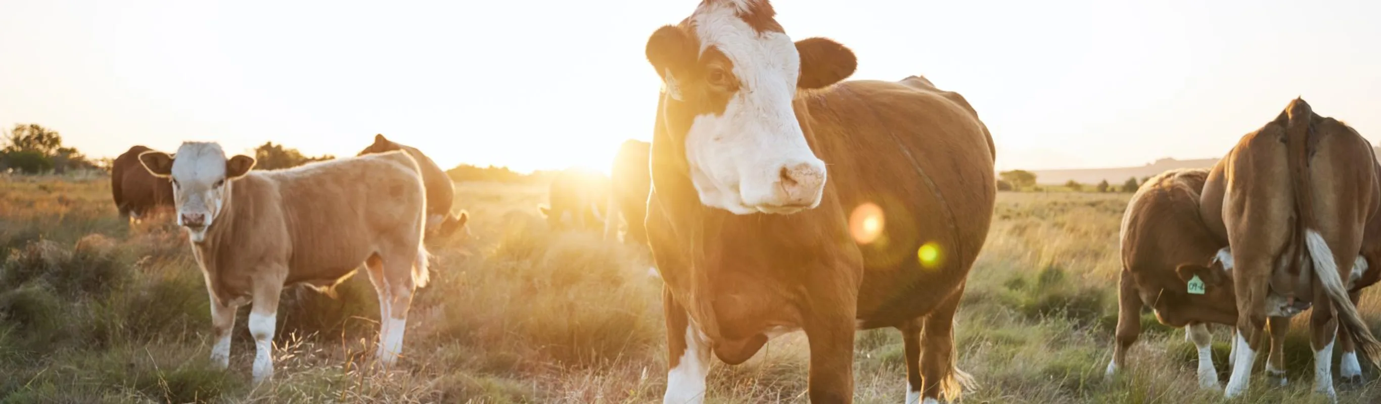 Cows standing in a grassy field Cows standing in a grassy field
