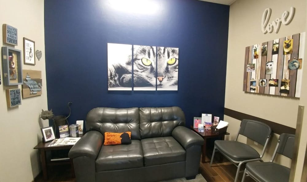 Catalina Pet Hospital Cat Lobby