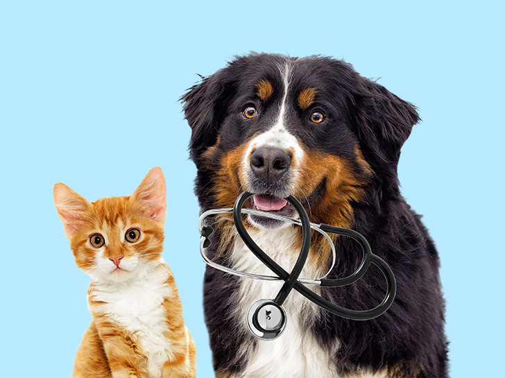 Veterinarian in Austin TX Love Pet Hospital