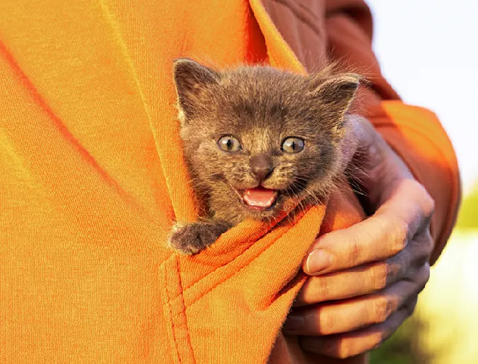 Small cat/kitten being carried in yellow pocket Small cat/kitten being carried in yellow pocket