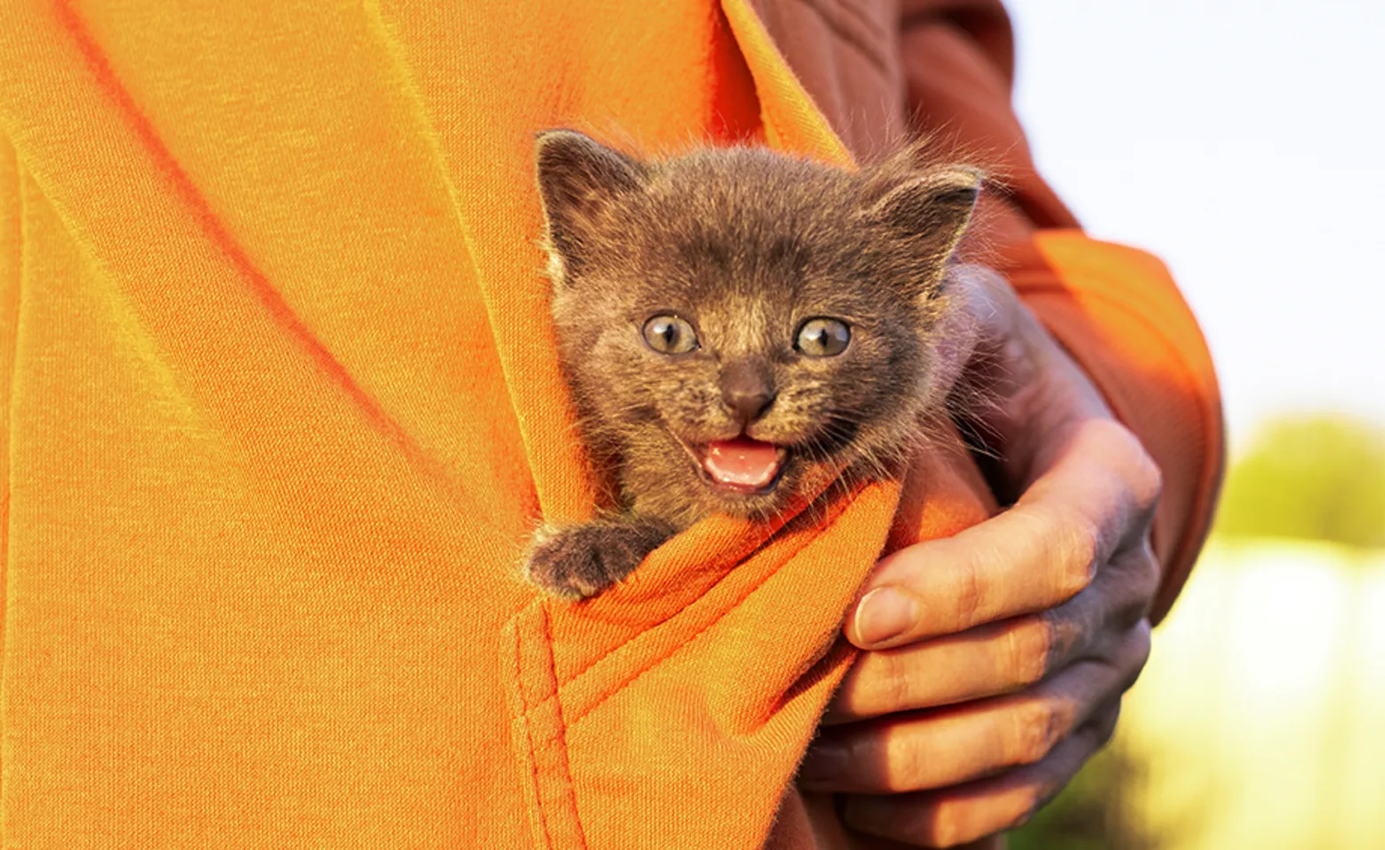 Small cat/kitten being carried in yellow pocket Small cat/kitten being carried in yellow pocket