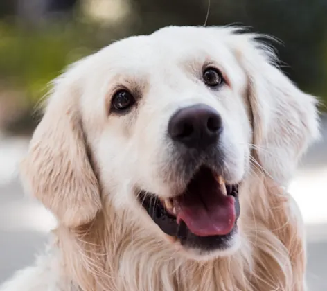 White golden retriever looking up White golden retriever looking up