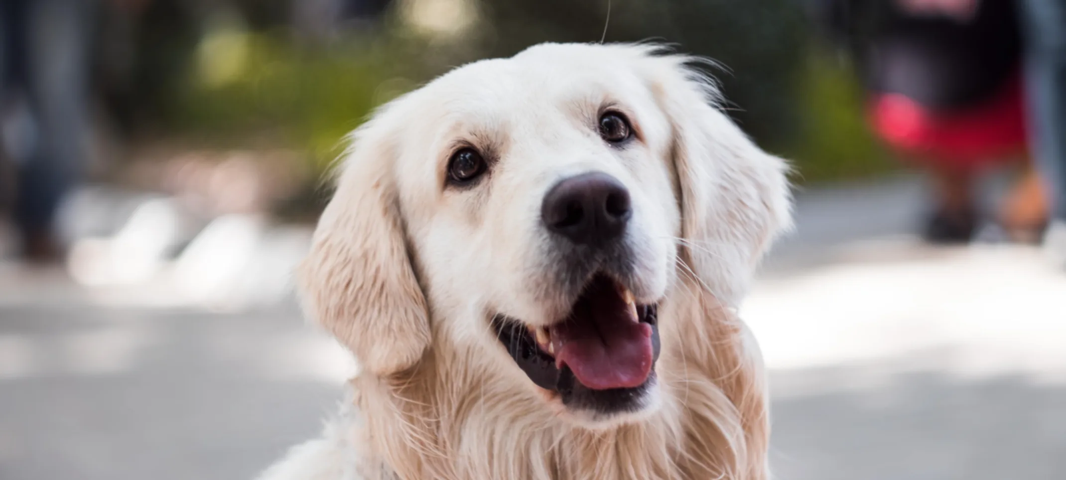 White golden retriever looking up White golden retriever looking up