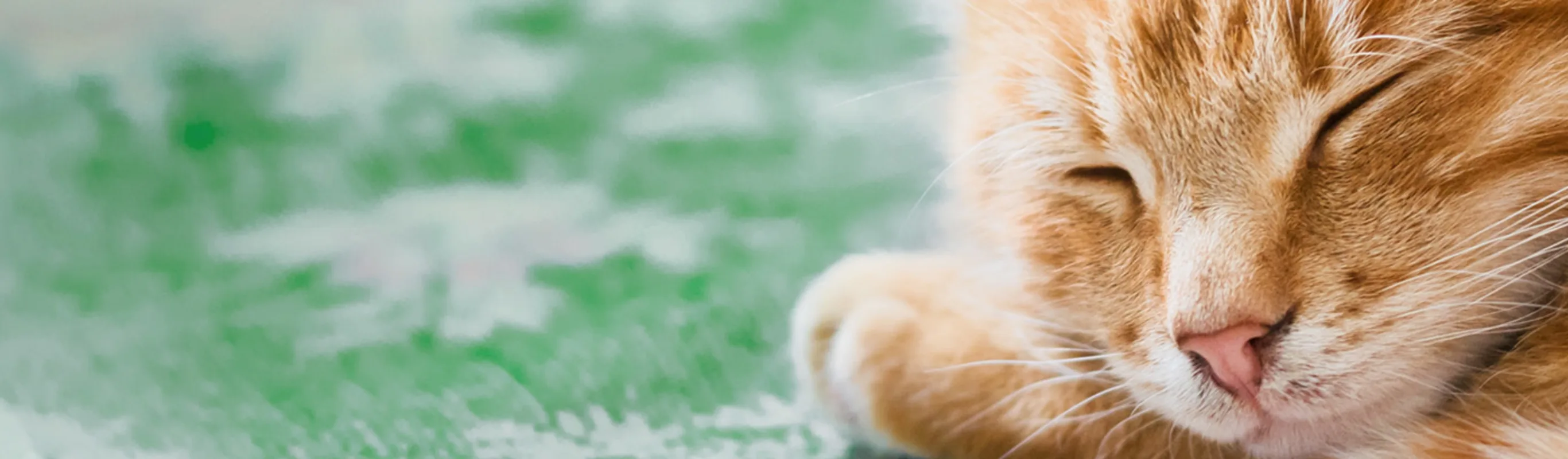 Orange cat sleeping on green rug