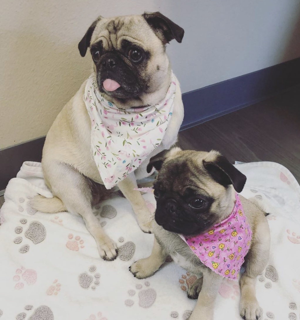 Happy the Pug Emotional Support Plushies — Two Roads Wellness Clinic