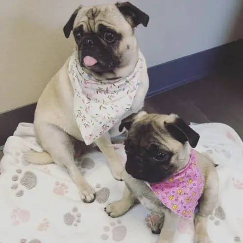 two pugs sitting on a blanket with one of their tongues out at Hill Country Animal Hospital