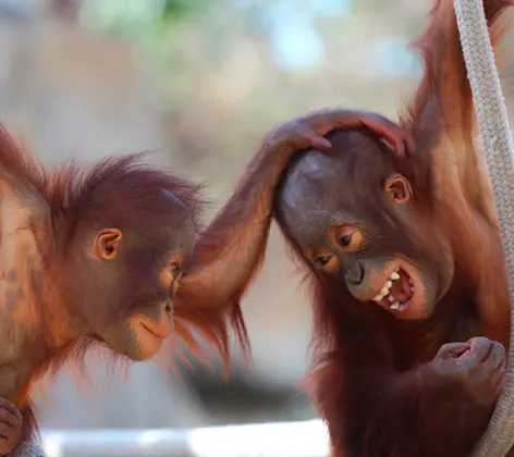 Two cute baby monkey's are hanging on a rope and playing with each other