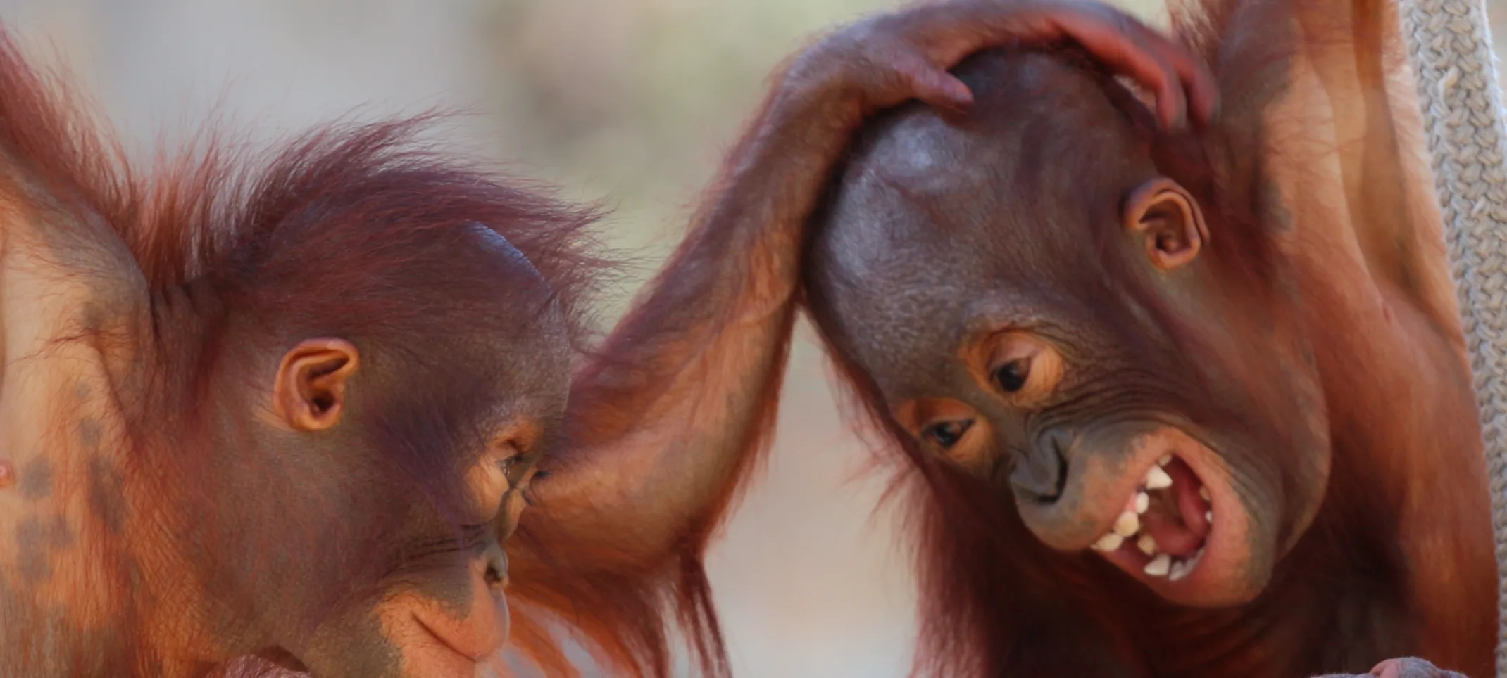 Two cute baby monkey's are hanging on a rope and playing with each other Two cute baby monkey's are hanging on a rope and playing with each other