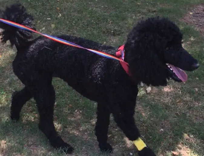 Black dog with red leash Black dog with red leash