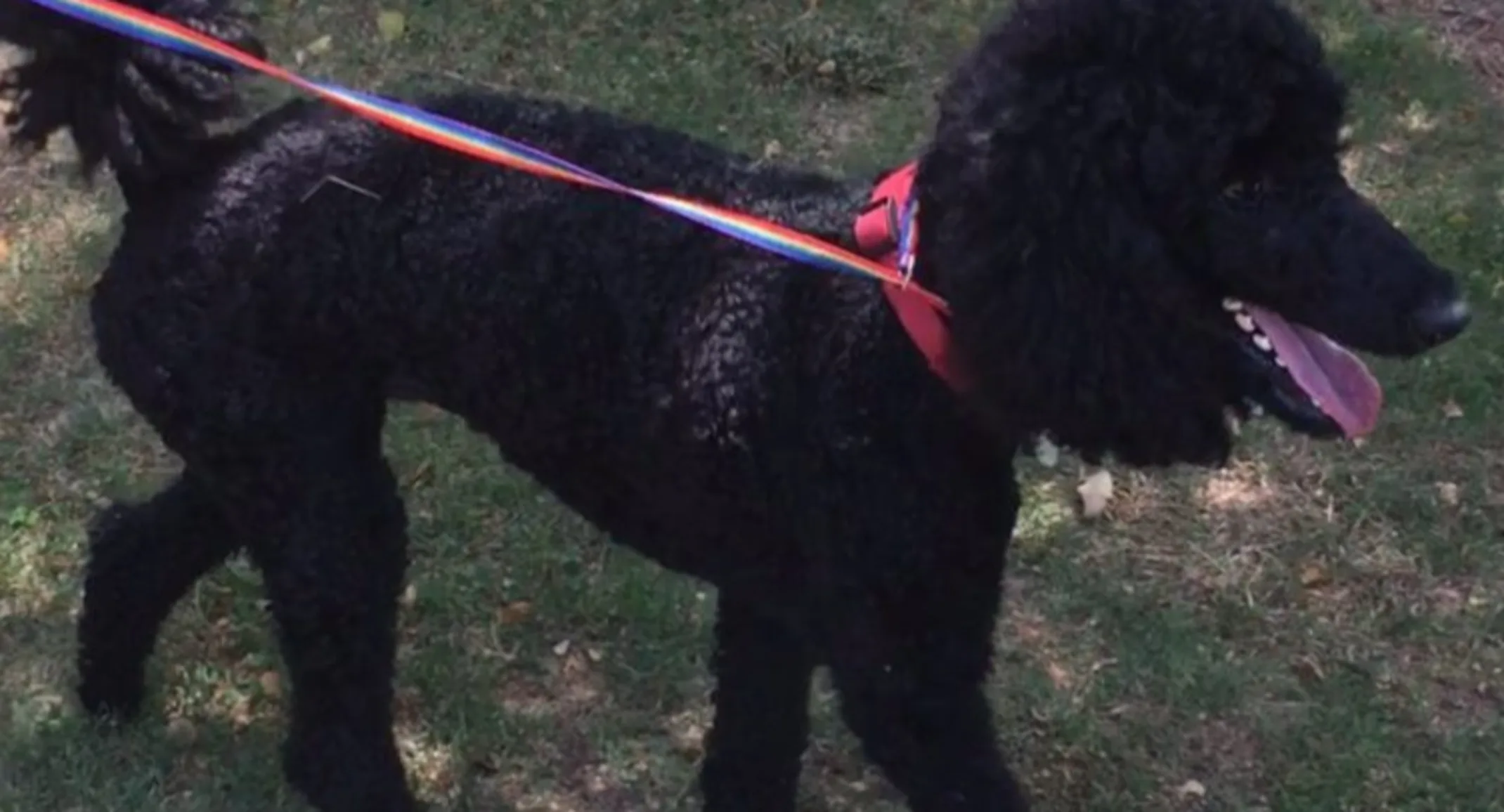 Black dog with red leash Black dog with red leash
