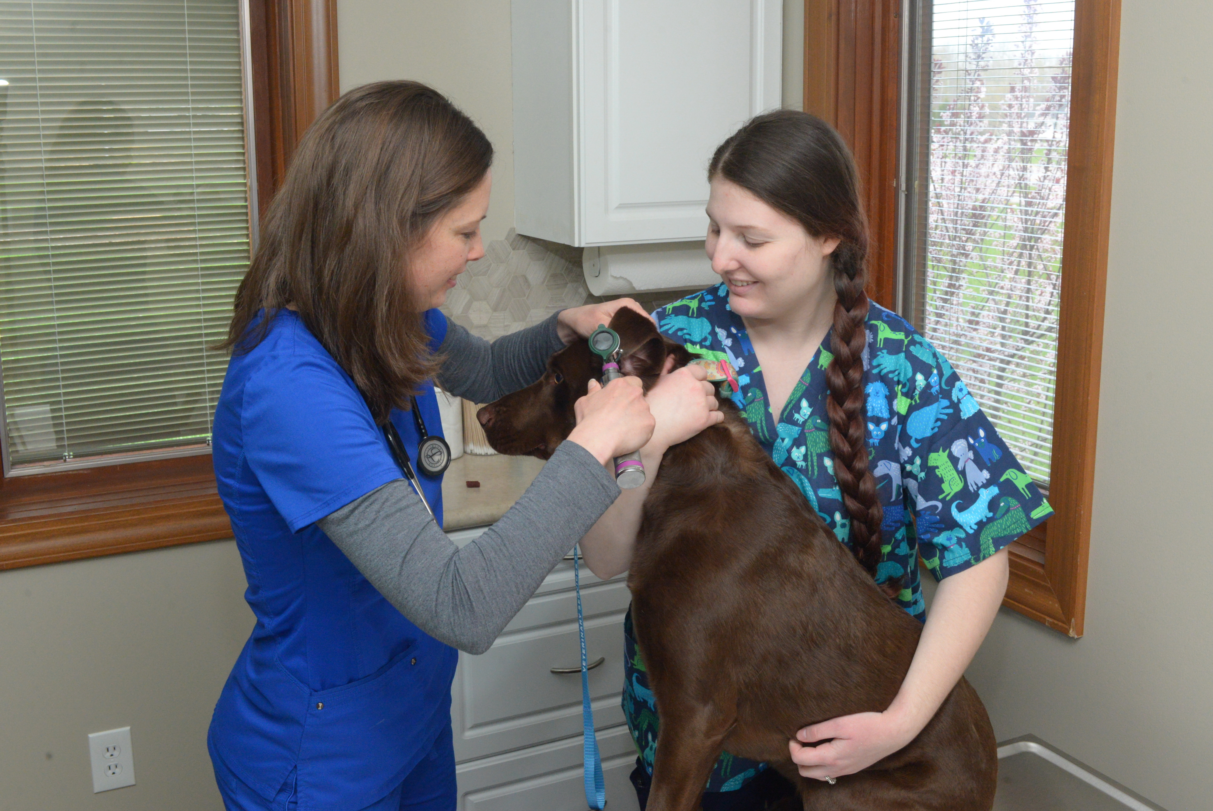 Two veterinarians examine a dog standing up 