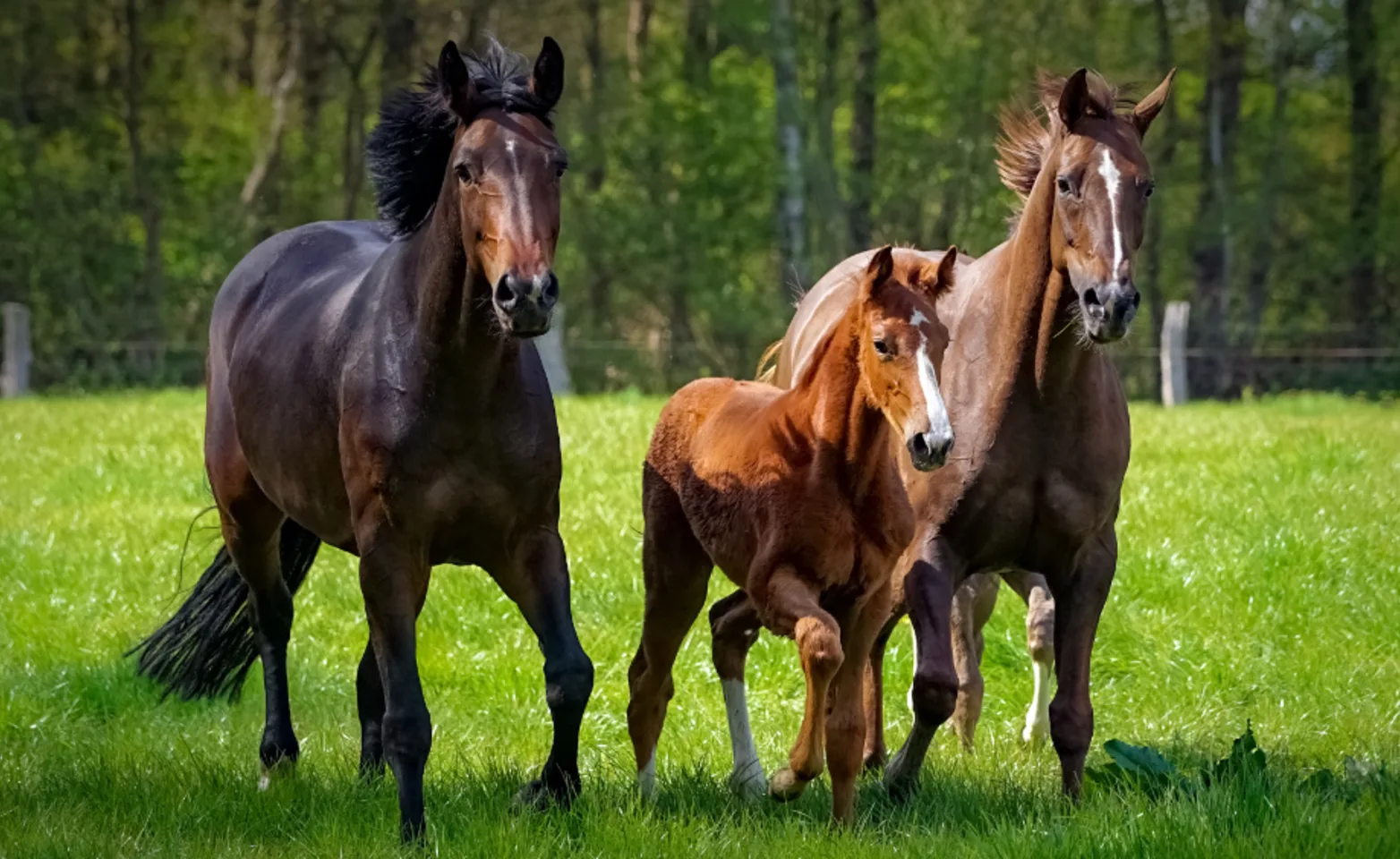 Mare, stallion, and foal running